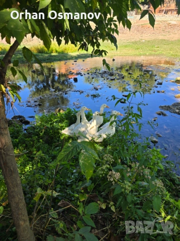 Пекински патици