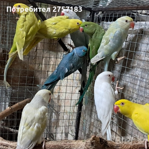 продавам папагали малак александар , снимка 6 - Папагали - 52966409