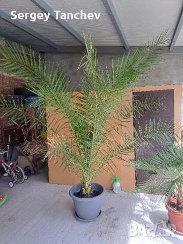 Бананови палми и др, снимка 6 - Градински цветя и растения - 47992799