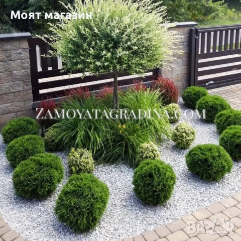 Туя Голд Даника Tuja Danica Gold, снимка 8 - Градински цветя и растения - 53650029