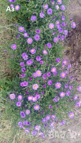 Цветя Астра алпийска – за ранно пролетно засаждане в градината, снимка 5 - Разсади - 41046622