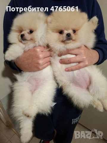 Померан малък шпиц момичета, снимка 10 - Померан - 53839680
