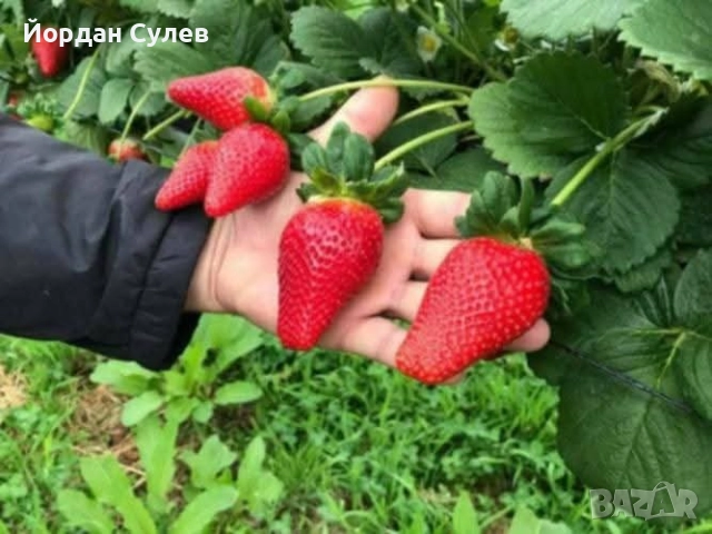 Разсад Ягоди и малини , снимка 5 - Разсади - 52084808