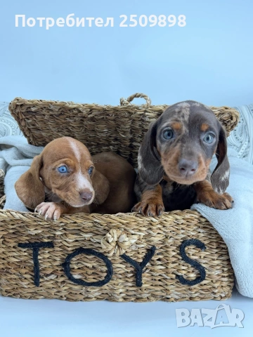 Дакел Екзотични цветове , снимка 4 - Дакели - 53465518