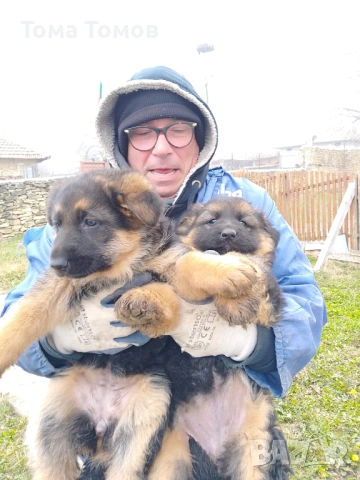 Чистокръвни немски овчарки 300 евро