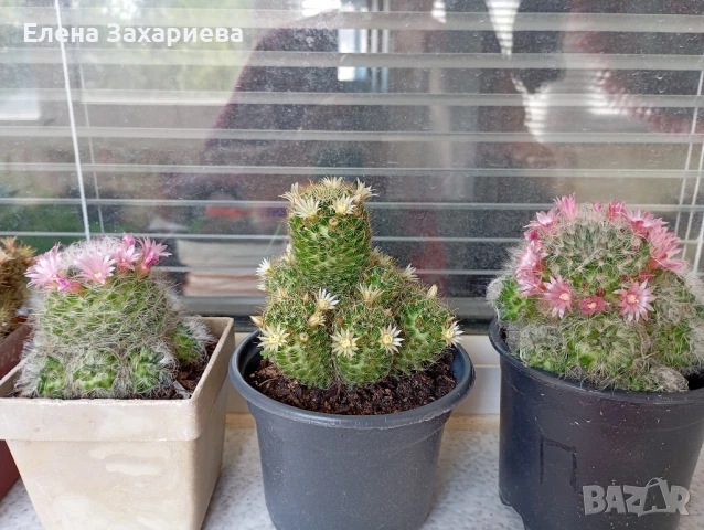 Продавам кактуси, снимка 7 - Стайни растения - 17950413