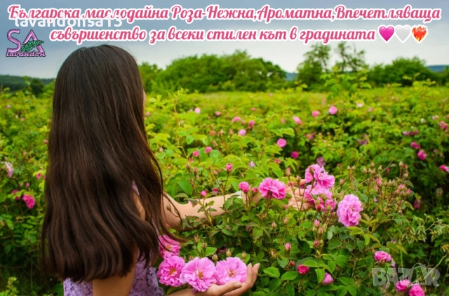 Разсад маслодайни рози