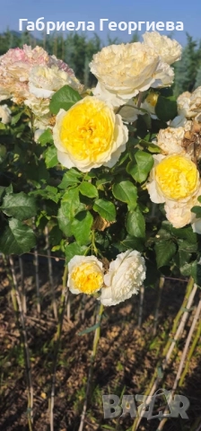 Щамбови рози на гол корен , снимка 7 - Градински цветя и растения - 52324650