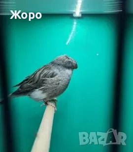 Продавам канари, снимка 6 - Канари - 48303441