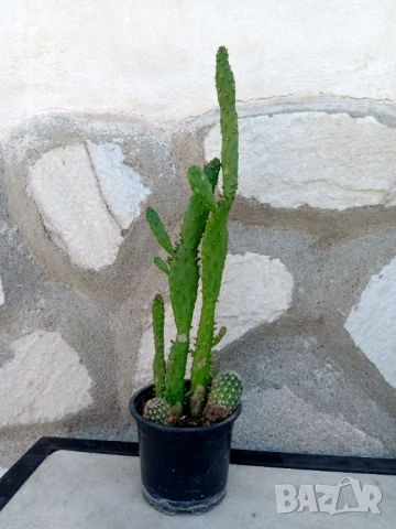 Кактуси в саксийка-около 40 см., снимка 2 - Стайни растения - 51306590