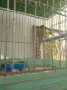 Орфееви канари,от 25 и 26 г., снимка 12