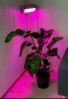 100w,200w,300w Прожектор за бърз растеж,Разсад,Фито лампа,Растения,Лед , снимка 2