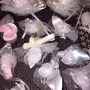 Сватбени украшения, снимка 7