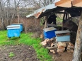 Продавам пчелно семейсво и инвентар , снимка 1