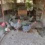 Продавам орпингтони,павловска, амрок, снимка 4