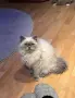 Мъжки котарак за Разплод, снимка 1