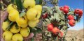 Жълт и Червен Едроплоден Глог, снимка 1 - Градински цветя и растения - 42573249