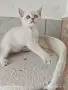 шотлански котета, снимка 1