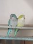 Продавам папагали, снимка 1 - Папагали - 39796186