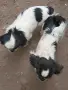 Японски хинчета, снимка 6
