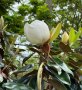 Magnolia Grandiflora (Магнолия Грандифлора), снимка 2