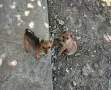 Пинчер.         ., снимка 4
