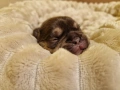 Френски булдог бебета - родословен Баща , снимка 6