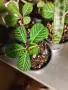 Плюеща палма- Euphorbia leuconeura , снимка 1