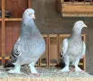 Поморийски Ролер и Мардини, снимка 11