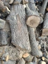 Орех-орехови трупи, снимка 5