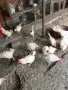 продавам кокошки , снимка 1