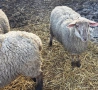Овце от месодайни породи, снимка 7