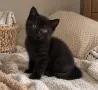     Чистокръвни британски котенца с шампионски произход 🖤, снимка 4