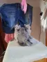  Свободни малки сладури търсят нов дом, снимка 1