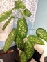 Продавам саксия с декоративно растение Дифенбахия., снимка 4