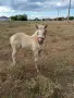 Продавам кученца Бордър Коли на 40 дни 100 ев пуйки 30 евро женско конче на 6 м. Хафлингер 1000евро, снимка 10