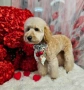 Мини пудел априкот , снимка 3