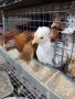 Кокошки ярки, уоман барун, бял легхорн и спербек пилета от селски кокошки, снимка 10