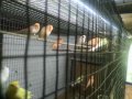 Продавам канари, снимка 3