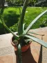 Алое вера Barbadensis.(ядливо), снимка 2
