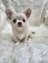 чихуахуа момченце , снимка 4