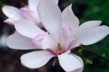 Магнолия Пинки,  Magnolia Pinkie, снимка 1 - Градински цветя и растения - 40173369