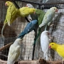 продавам папагали малак александар , снимка 6