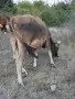 Продават се 2 юници, и двете са на първо отелване. Това е общата цена на 2 юници ТЕЛЕФОН:0876206134, снимка 6