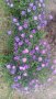 Цветя Астра алпийска – за ранно пролетно засаждане в градината, снимка 5