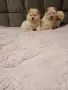 Продавам две женски и едно мъжко кученца Чао Чао, снимка 3