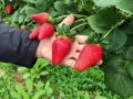 Разсад Ягоди и малини , снимка 5