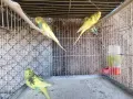 млади вълнисти папагали , снимка 7