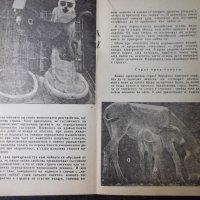 Книга "Животните в първи клас - Димо Божков" - 30 стр., снимка 4 - Специализирана литература - 35947758