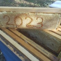 Пчелен мед и прашец реколта 2023г., снимка 5 - Пчелни продукти - 41880994
